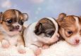 Щенки чихуахуа д/ш