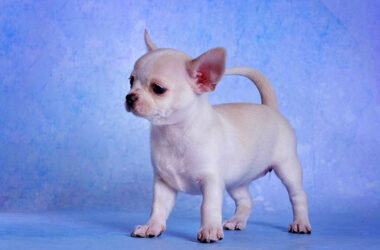 Щенки чихуахуа к/ш и д/ш рожденные 29.10.2025г.