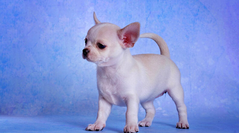 Щенки чихуахуа к/ш и д/ш рожденные 29.10.2025г.